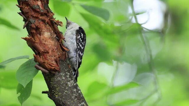 Pic mineur sur une branche, Qu&eacute;bec, Canada	