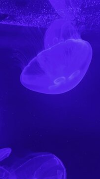 Medusas en acuario