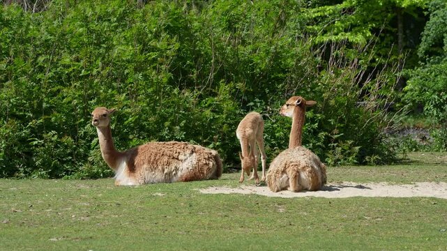 Baby Vicuna, Vicugna Vicugna, relatives of the llama which live in the high alpine areas of the Andes