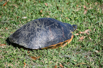 A turtle hunkers down in the grass. Multiple scars on his shell show he's right to be wary © Janet