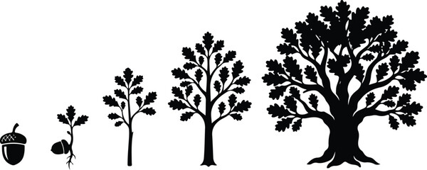 Oak tree growth cycle from acorn seed to mature tree © SHARMIN
