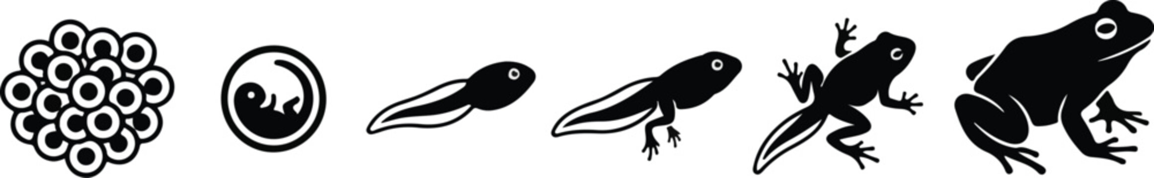Frog metamorphosis lifecycle stages vector silhouette diagram from egg tadpole