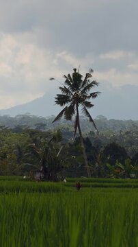 Vertical video. Lush Tropical Rice Fields Surrounded by Palm Trees And Dense Jungle Vegetation Beneath Cloudy Sky, Peaceful Agricultural Landscape In Vibrant Countryside