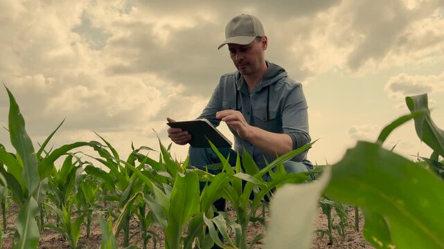 agriculture, farmer working corn field digital tablet, Farm man evaluating plants, Tech-savvy farmer at work, Fieldwork innovation, Agricultural efficiency, Growth progress tracking, Modern farmer