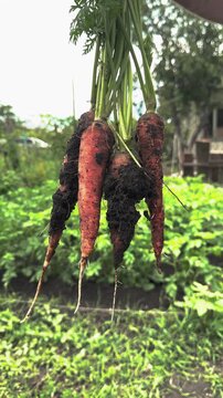 Bunch of Carrots Freshly Dug Up, Hands-on Gardening Experience, The Joy of Harvesting, Homegrown Goodness in Every Root, Real Food from Your Backyard, Summer Garden Vibes, Earthy, Fresh, and Natural