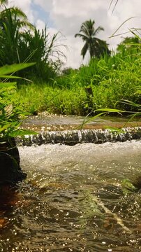 Vertical video. Low Angle Slow Motion View of Water Flowing Through Irrigation Channel Surrounded by Dense Tropical Vegetation, Sustainable Agriculture And Nature Theme