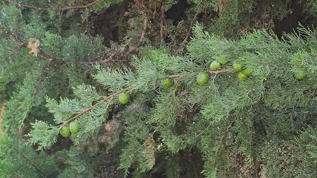 Green cypress branch with unripe cones gently moving in the breeze. Natural evergreen background ideal for relaxation and nature concepts