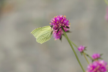 Common brimstone butterfly (Gonepteryx rhamni) sitting on a pink flower in Zurich, Switzerland © Janine