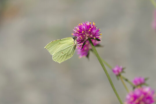 Common brimstone butterfly (Gonepteryx rhamni) sitting on a pink flower in Zurich, Switzerland