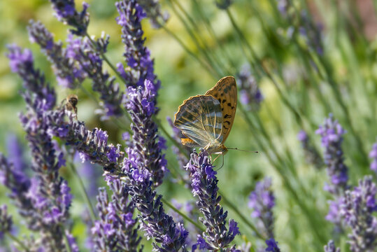 Silver-washed Fritillary butterfly (Argynnis paphia) sitting on lavender in Zurich, Switzerland