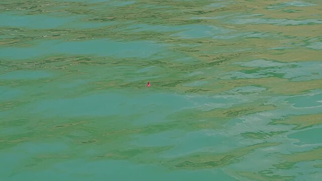 Tiny red fishing float bobbing on the gentle green waves of a tranquil lake. The calm water surface reflecting the light with ripples