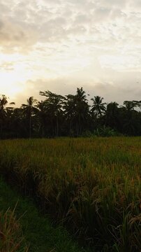 Vertical video. Wide View of Tropical Rice Fields Under Dramatic Evening Sky With Palm Trees and Rural Landscape