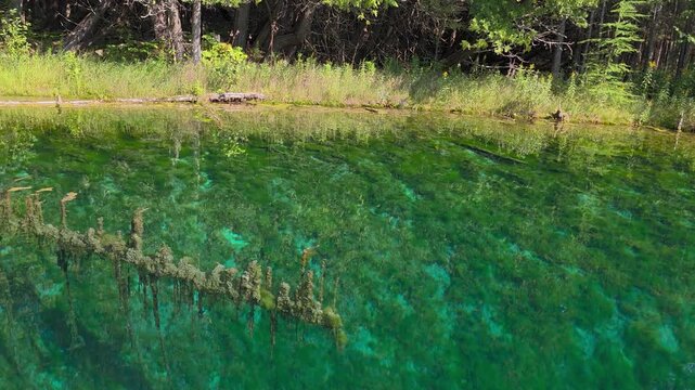 High-angle view of an ancient, mineral-encrusted tree trunk resting beneath the vibrant turquoise and emerald water at Kitch-iti-kipi spring in Michigan's Upper Peninsula.  