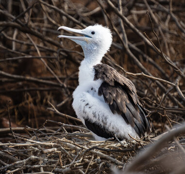 A close-up of a female magnificent frigatebird fledgling in a nest of sticks on Isabella Island