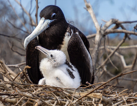 A female magnificent frigatebird guards her chick on a nest of stick on Isabella Island, Galapagos