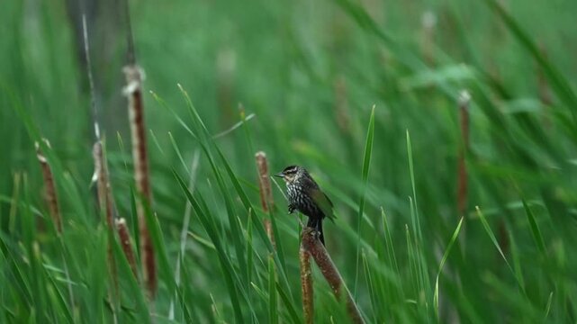 Slow-motion close-up of a female red-winged blackbird perched on a cattail in a windy marsh.