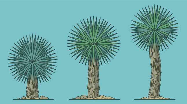 Drei stilisierte Yucca-Palmen in verschiedenen Wachstumsstadien, isoliert auf einem hellblauen Hintergrund, dargestellt im flachen Vektor-Illustrationsstil f&uuml;r grafische Designs.