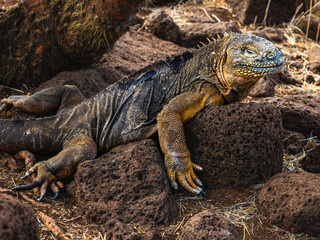Fototapeta premium A large male yellow iguana lizard rests on a warm rock while looking around for danger or prey on Isabella Island, Galapagos, Ecuador