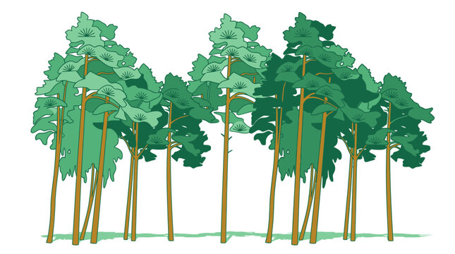 Eine illustrierte Gruppe von Kiefern mit hohen braunen St&auml;mmen und gr&uuml;nen Baumkronen, die vor einem wei&szlig;en Hintergrund freigestellt sind und ein Waldmotiv darstellen.