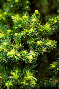 Textura naturaleza 