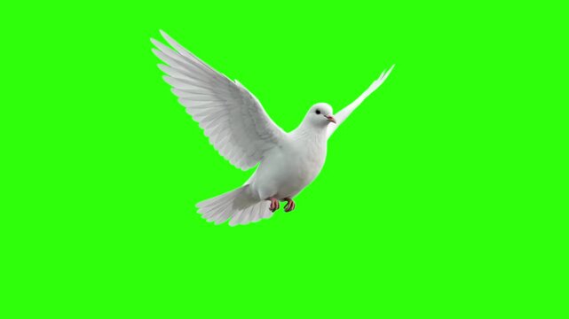 3D animation of a white dove or pigeon flying gracefully with flapping wings, isolated on a green screen chroma key background. Perfect for themes of peace, hope, freedom, spirituality, or weddings.