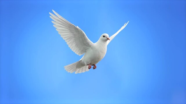 Beautiful white dove or pigeon flying with open wings, isolated on a solid bright blue background. Great for peace concepts, wedding promotional videos, freedom metaphors, spiritual presentations, nat