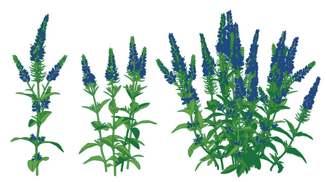 Drei isolierte Illustrationen von bl&uuml;hendem Ehrenpreis oder Lavendel in verschiedenen Wachstumsstadien mit gr&uuml;nen St&auml;ngeln und tiefblauen Bl&uuml;ten&auml;hren auf wei&szlig;em Hintergrund.
