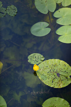 Yellow water lily flower and green lily pads floating on lear pond water surface