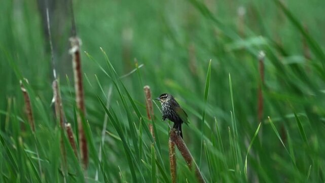 Slow-motion footage of a female red-winged blackbird resting on a cattail as marsh vegetation sways in the wind.