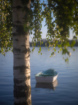 lakeside view of lone birch tree with row boat on the water
