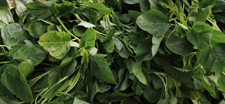 green vegetable background