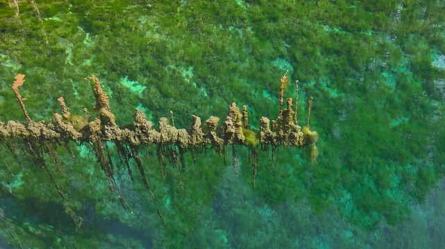 Underwater flora and submerged petrified-looking log encrusted with algae suspended in pristine, crystal-clear freshwater at Palms Book State Park. Moving away from this log in raft. 