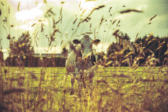 Portrait of a cow standing in pasture, behind barbed wire