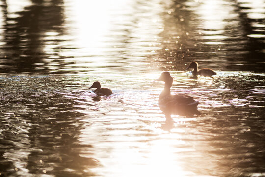 Ducks swimming together on the pond against the evening light