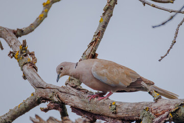 pigeon on a tree © Stanislav