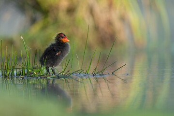 Eurasian Coot chick standing in shallow wetland at sunrise © DK Visuals 