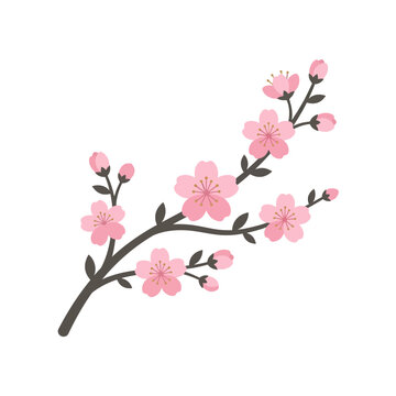 Pink Cherry Blossom Flower Branch Bloom.