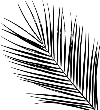 Black silhouette of a tropical palm branch with thin long leaves