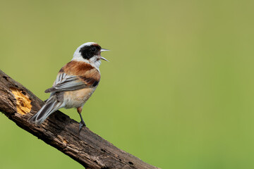 Eurasian Penduline Tit singing on tree branch with green background © DK Visuals 
