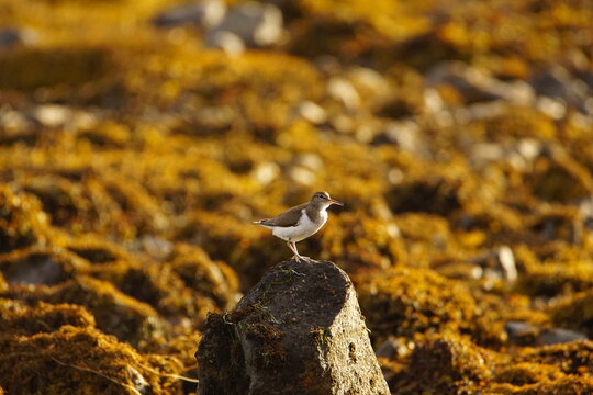 Common Sandpiper (Actitis hypoleucos) on Loch Slapin near Trorrin, Isle of Skye, Scotland, UK