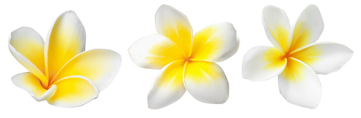 Fototapeta premium Tropical plumeria flowers isolated on white, set