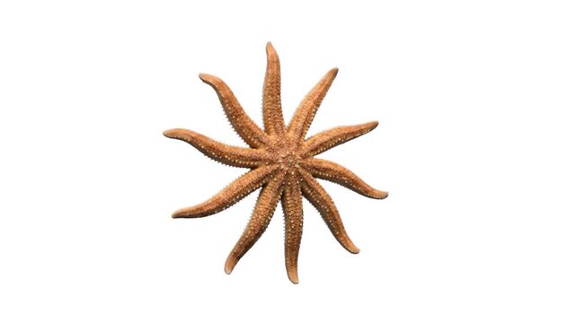 Natural brown multi-armed sea star shown from above, isolated on a clean white background. Ideal for scientific publications, e-commerce graphic templates, biological encyclopedias, nature product des