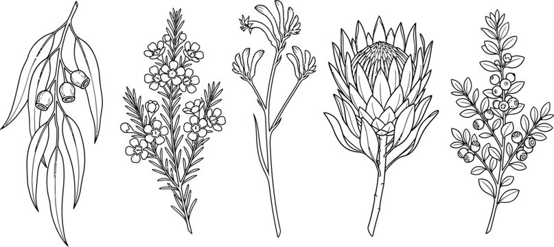 Hand drawn botanical set featuring native Australian wildflowers and foliage in a clean black line art style