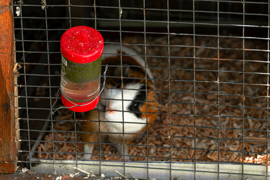 Guinea pig behind wire. Small cavy cage portrait. Animal rights social banner. Tiny paws gripping grid. Domestic rodent captivity problem. Captive mammal looking out. Tri color pet isolation. Metal