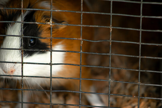 Guinea pig cage portrait. Small pet behind wire grid. Animal welfare social concept. Cavy paws touching mesh. Domestic rodent captivity scene. Captive creature looking out. Tri color furry rodent