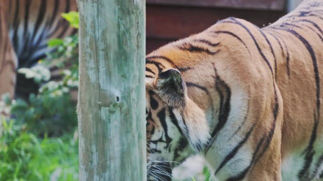 Tiger walking through grass at a zoo during daytime