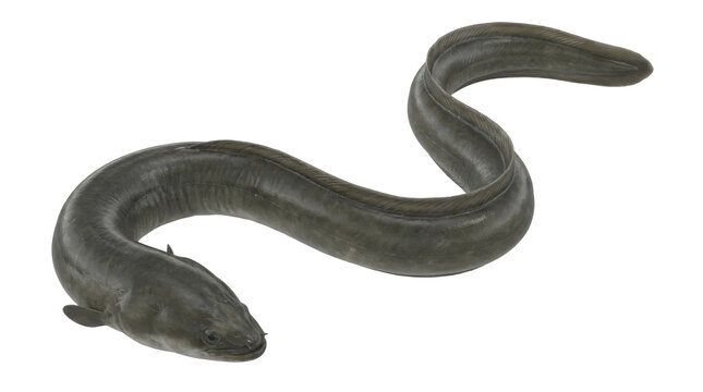 Longfin Eel on transparent background anguilliformes fish