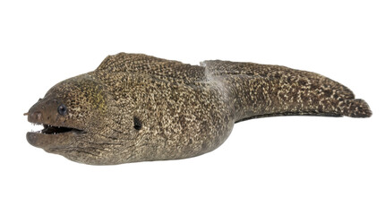 Obraz premium Moray eel detailed scales and texture on transparent background