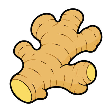 Ginger root vector illustration