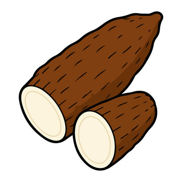 Cassava root sliced vector illustration
